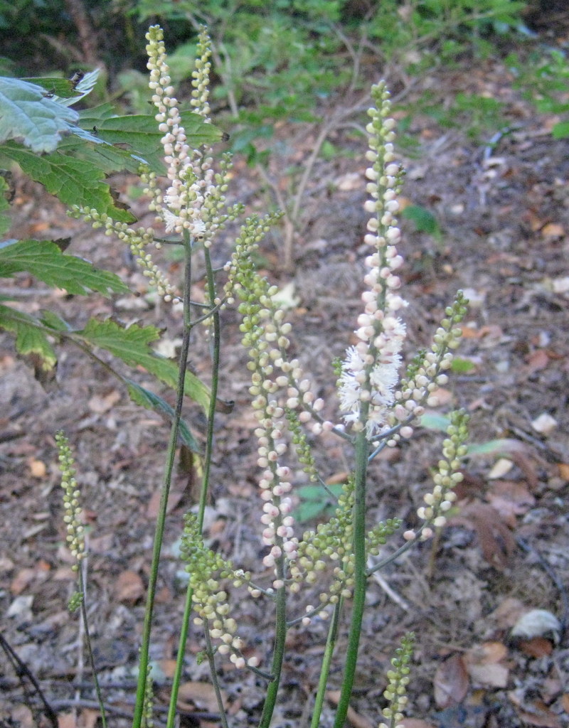 Actaea biternata (Cimicifuga japonica)